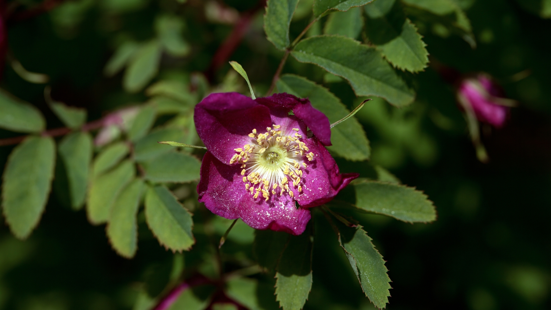 Alpenrose Stammzellen in der Hautpflege