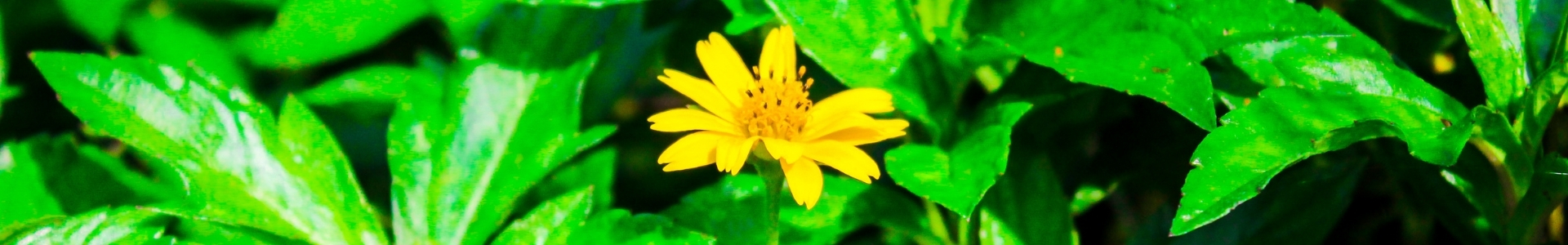 Acmella Oleracea