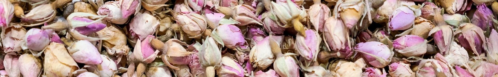 Alpenrose (Rhododendron ferrugineum) Stammzellen