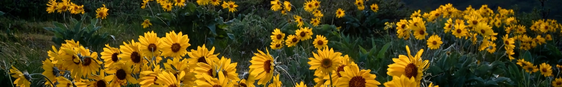 Arnikablüten