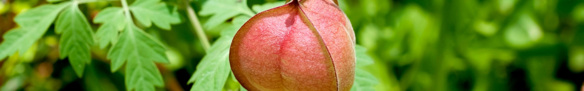 Ballonrebe (Cardiospermum halicacabum) Extrakt