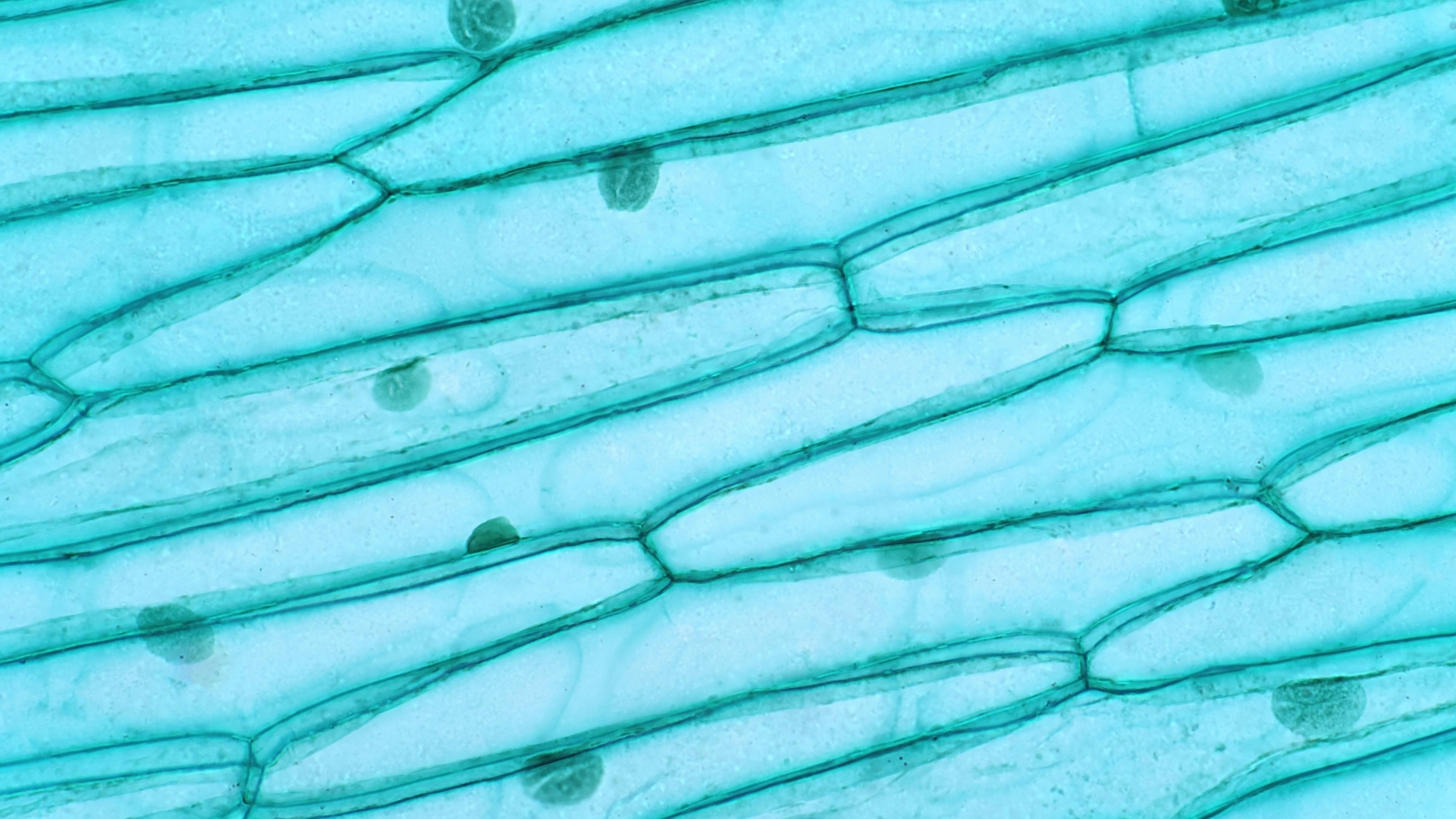 Beta-Glucan in der Hautpflege