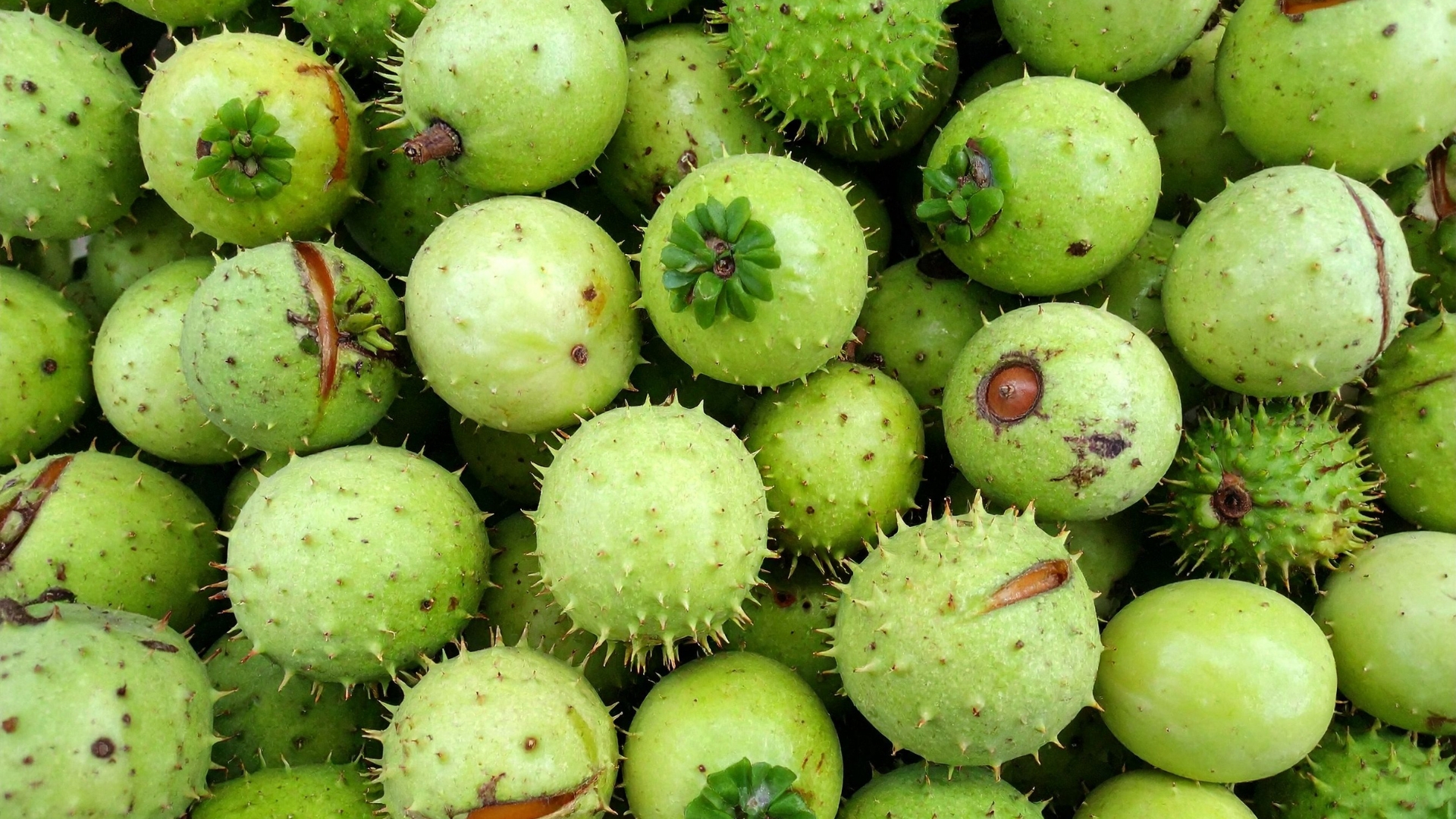 Aescin in der Hautpflege