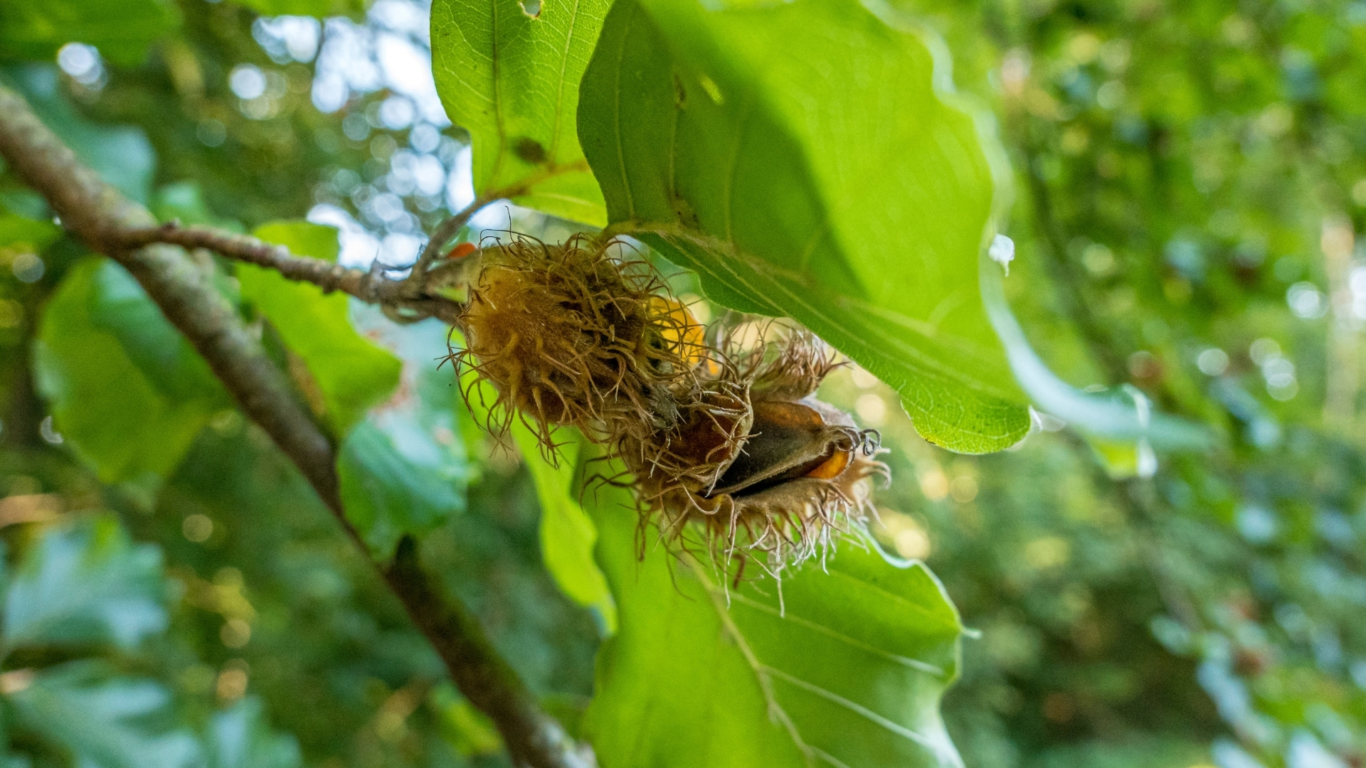 Buchen Fagus sylvatica Extrakt in der Hautpflege