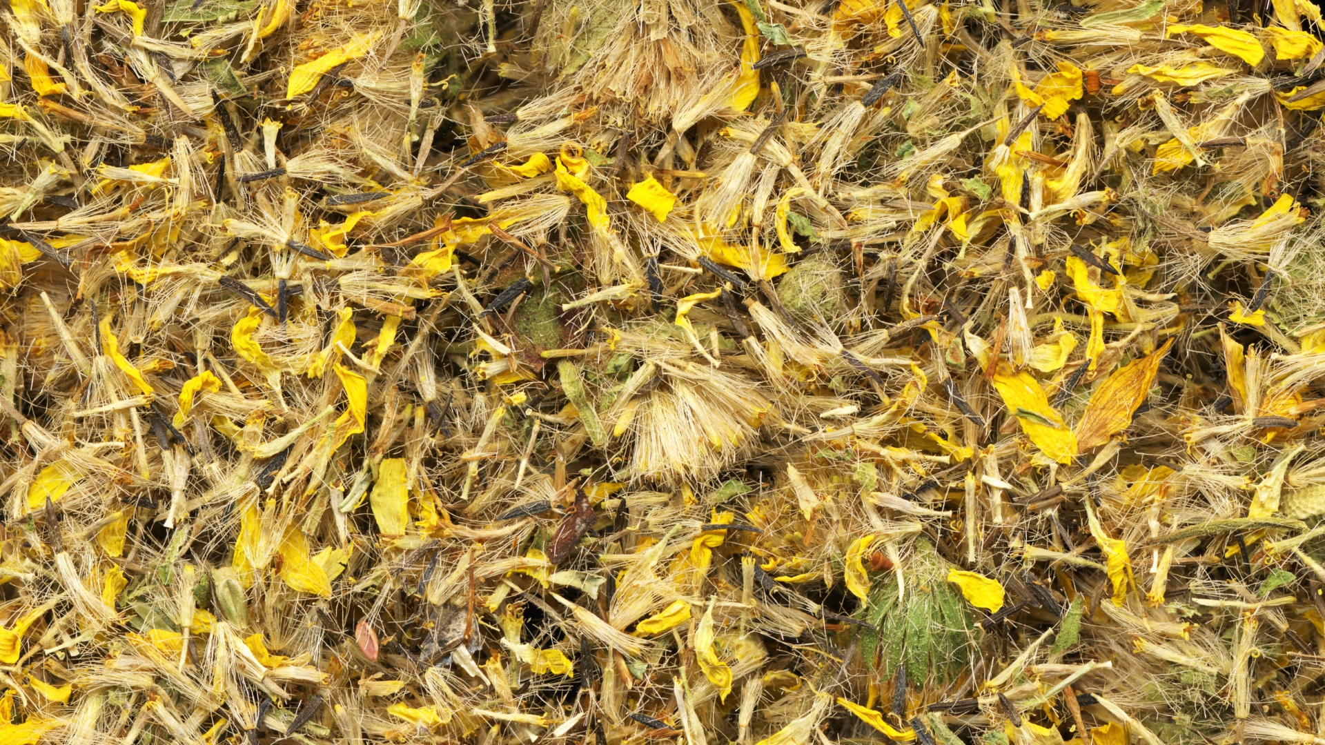 Arnikablüten