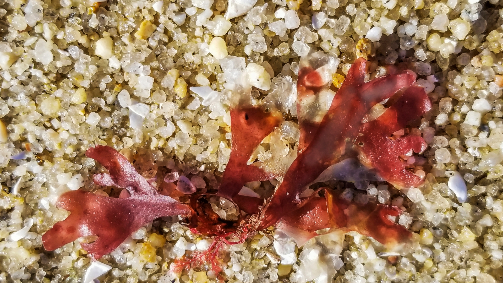 Carrageen in der Hautpflege