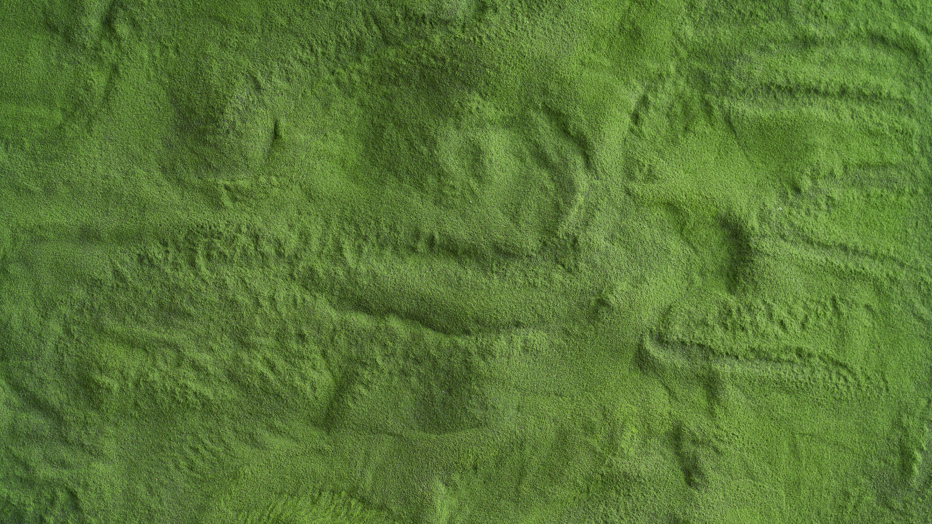 Chlorella Algen in der Hautpflege