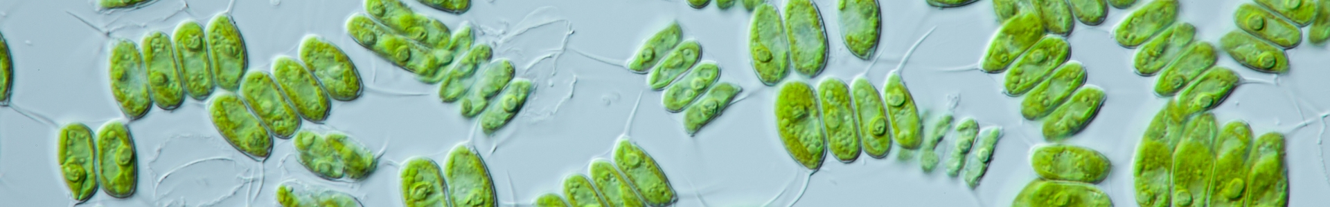 Biopolymere