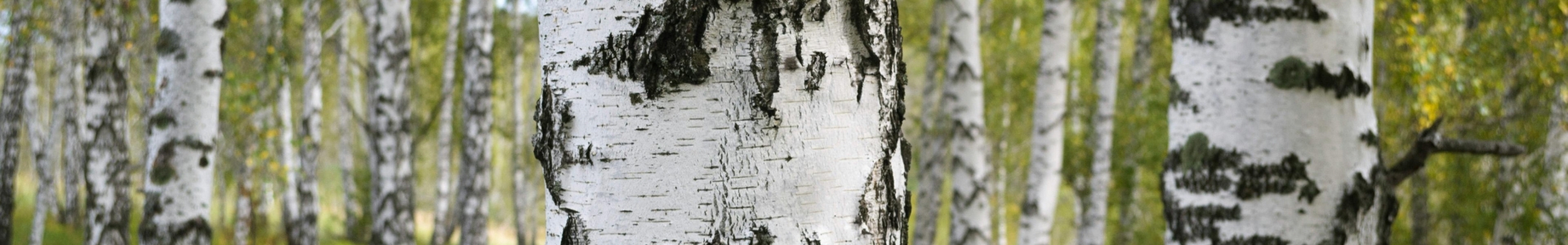Birken (Betula alba) Extrakt