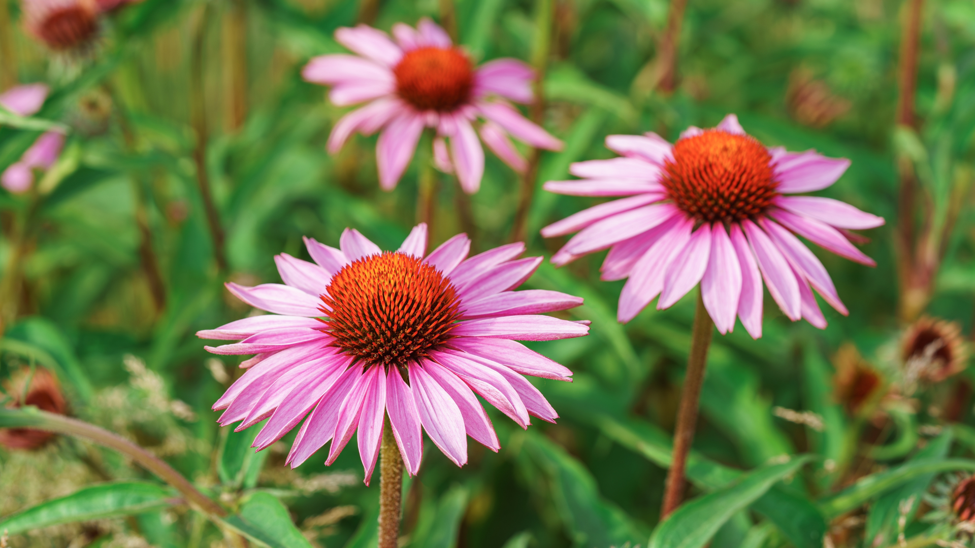 Echinacea Purpurea Extrakt in der Hautpflege