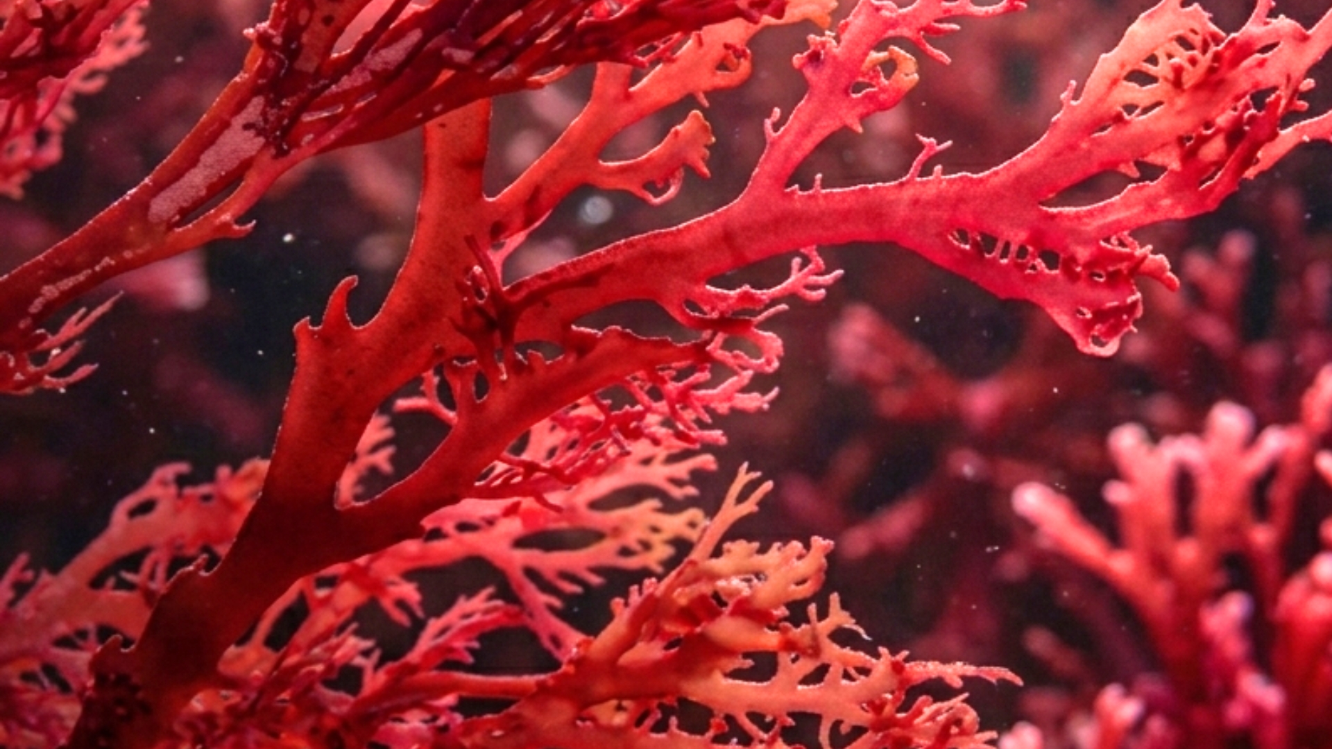 Astaxanthin Power, antioxidatives Serum Drop Visual